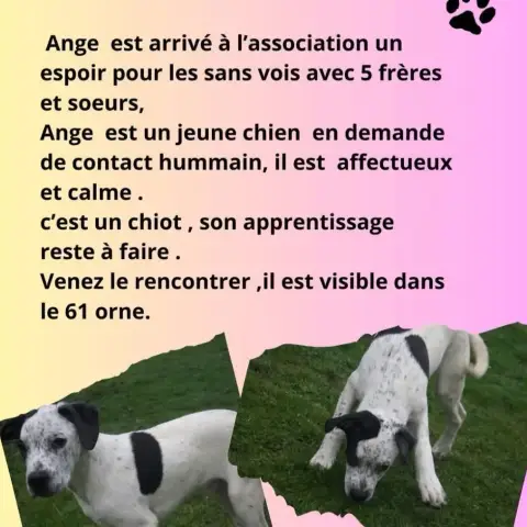 Ange