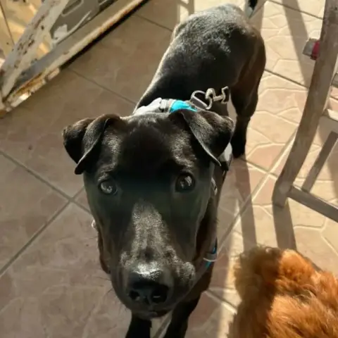 ✨️ Nyxe ✨️ 🐶 photo 3