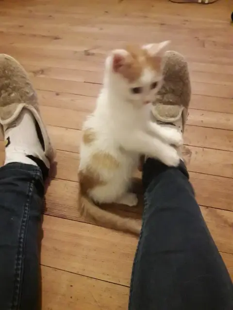 Pumba