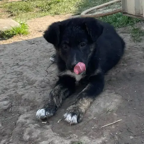 Voxy photo 2