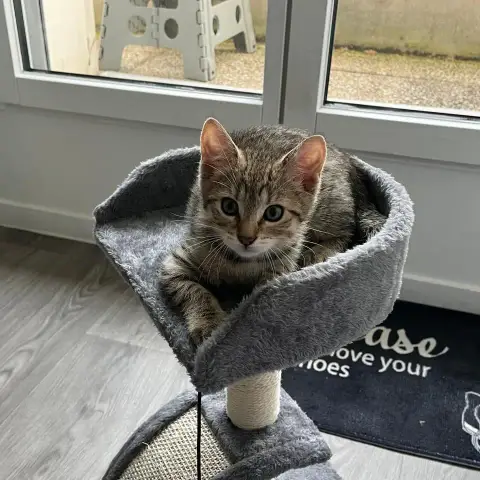 Elio