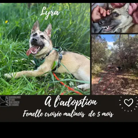 Lyra