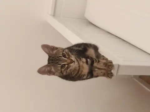 Kitty