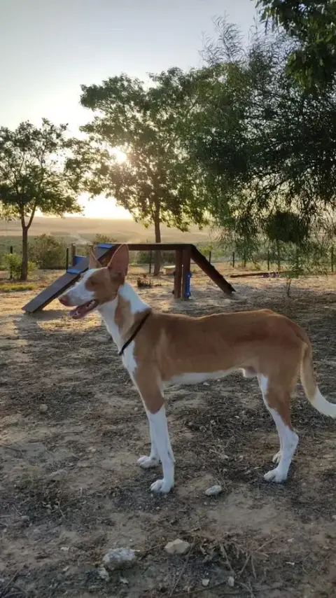 Indio