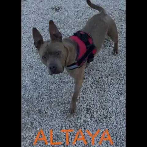 Altaya