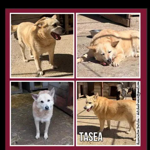 Tasea