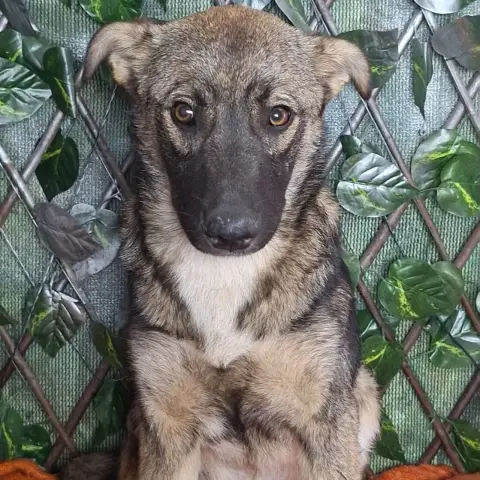 Bamba