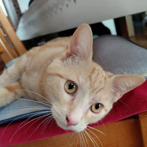 Albin