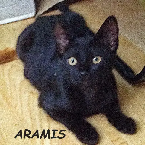Aramis photo 2