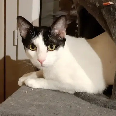 Leo