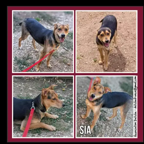 Sia