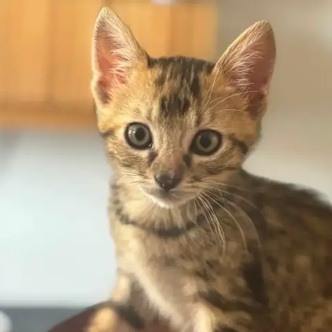 //Kitty//