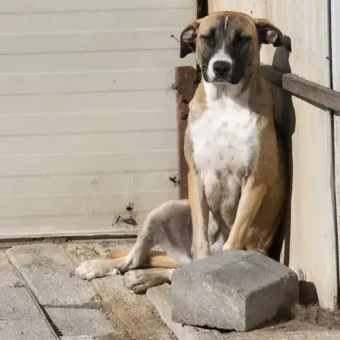 Zelda