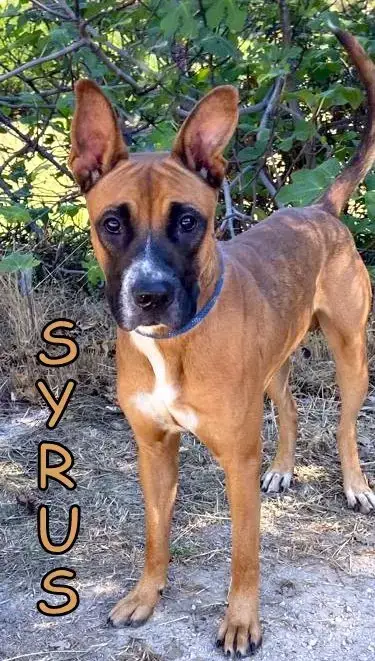 Syrus