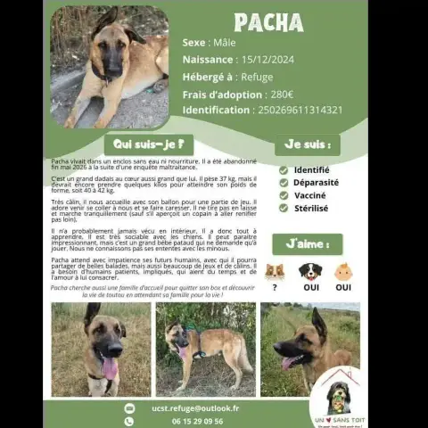 Pacha