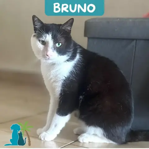 Bruno