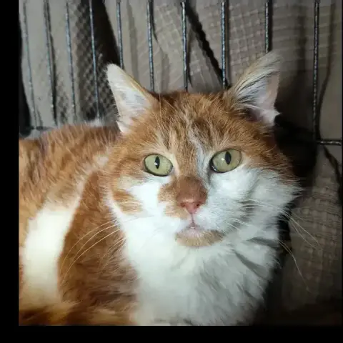 Ginger