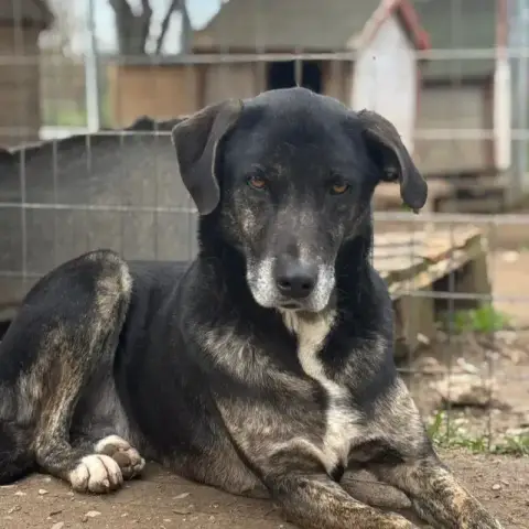 Ted