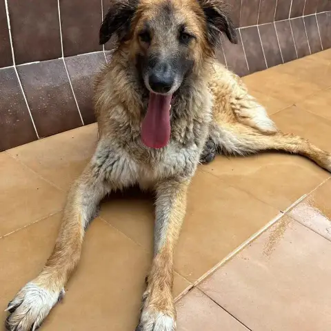 Nena