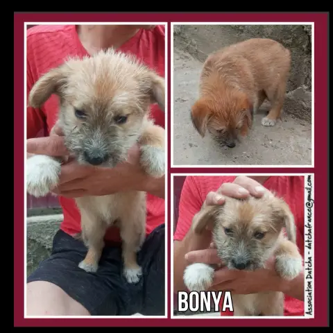 Bonya