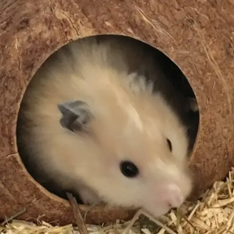 Biscuit photo 2