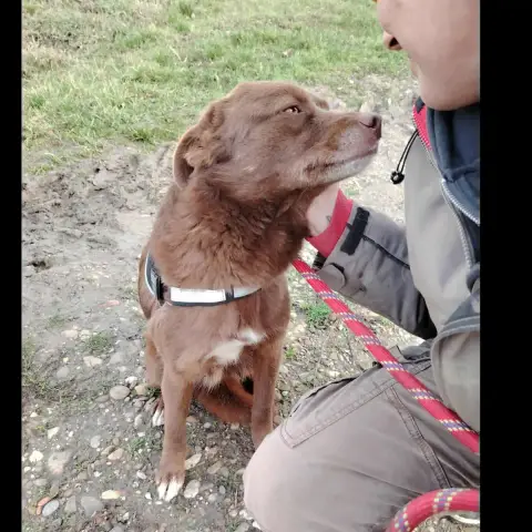 Sirius photo 3