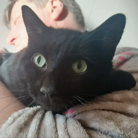 Brownie