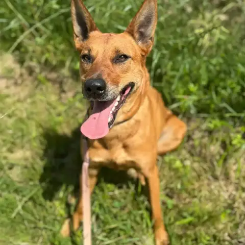 Aiana
