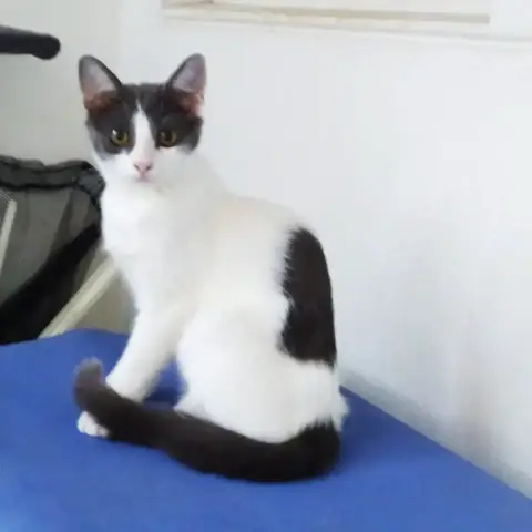 Kira photo 3
