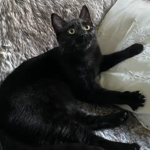Andy