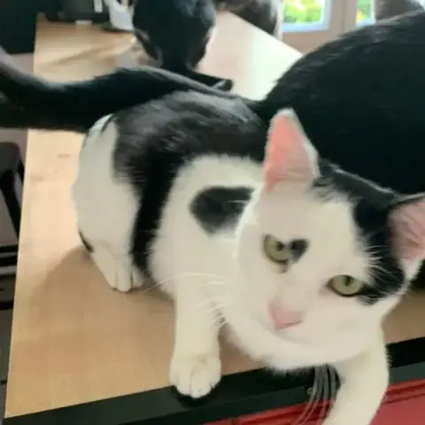 Zeus
