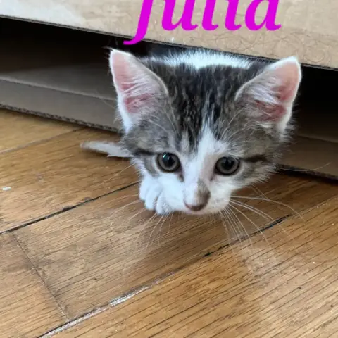 Julia photo 2