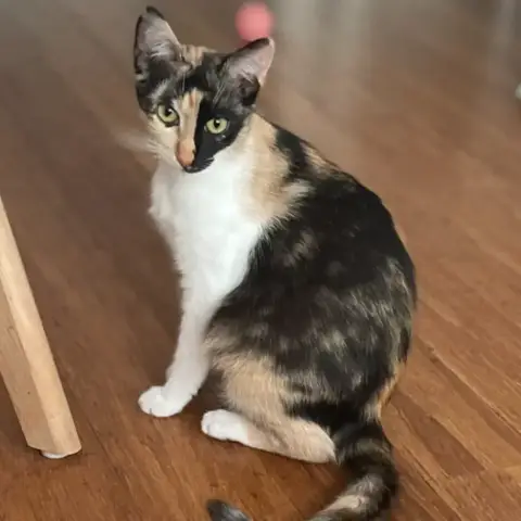 Pipa