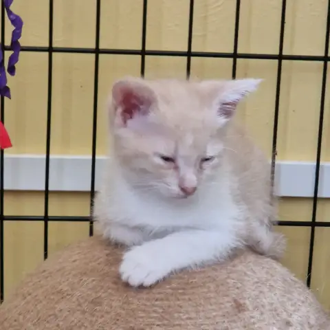 Boe