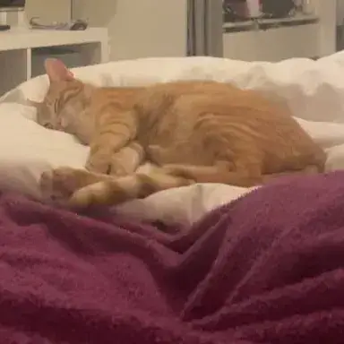 Chat Roux Urgence