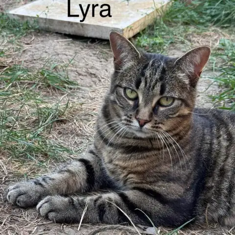 Lyra