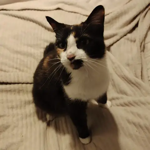 Mia