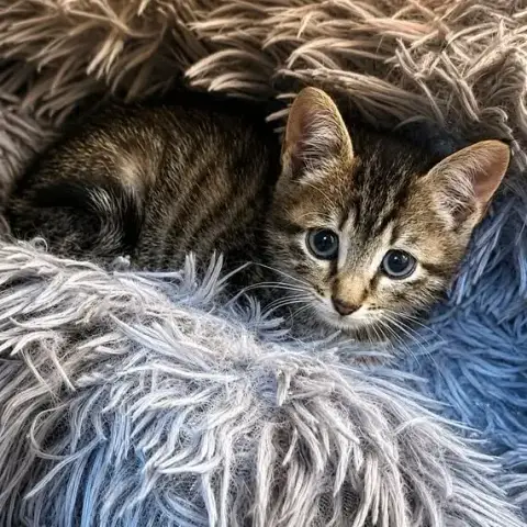 Tobby photo 2