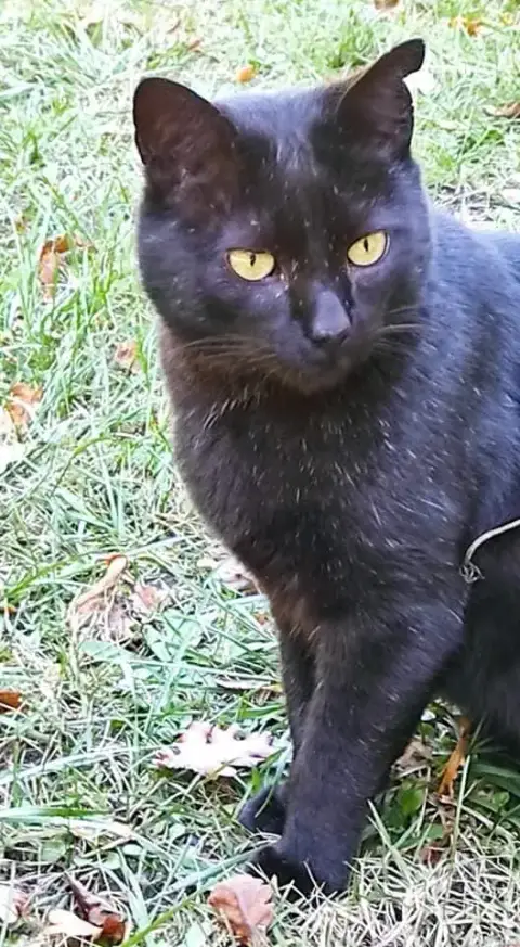 Touctouc