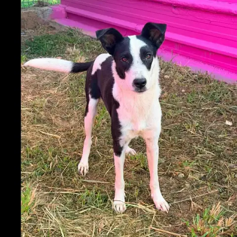 🐾 Panda