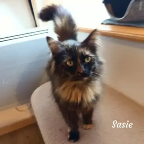 Sasie