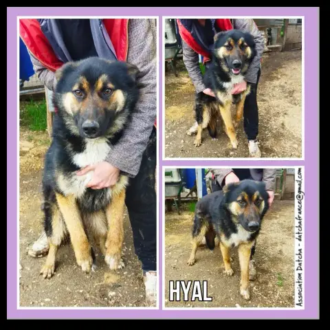 Hyal
