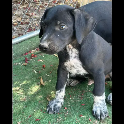 Rocco photo 3