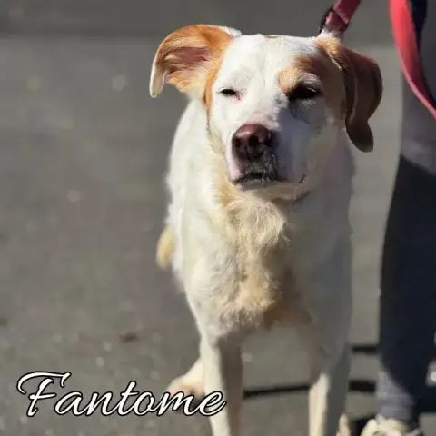 Fantome
