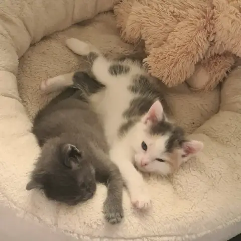 Lila Et Violette