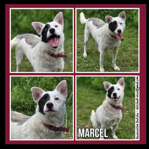 Marcel