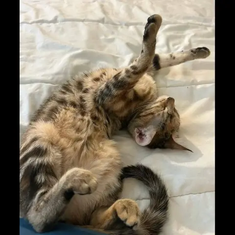 Mirabel