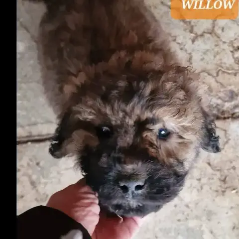 Willow