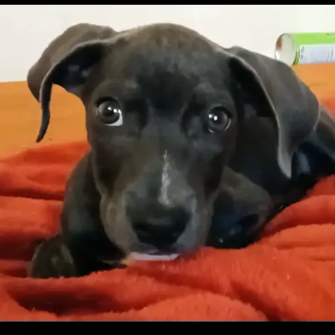 Snoopie