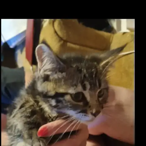 Milo photo 2